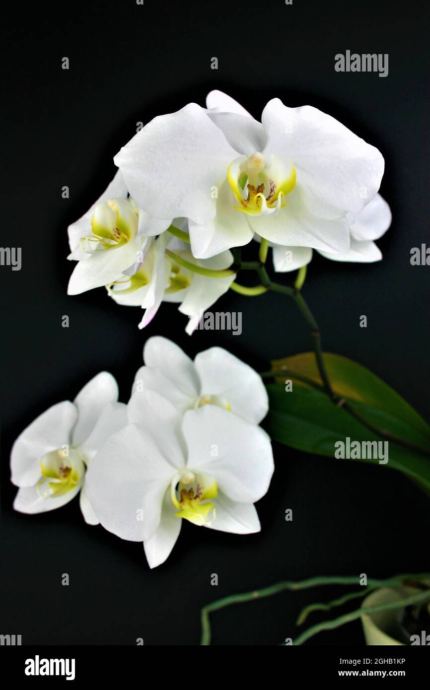 Weiße Orchidee Foto Stock