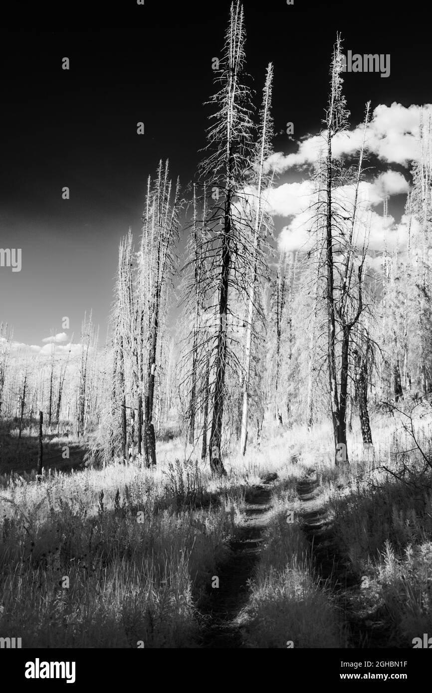 Un percorso per veicoli commerciali si snoda tra due alberi di abete rosso morti a nord-ovest di Steamboat Springs, CO., impressi in luce infrarossa bianca e nera. Foto Stock