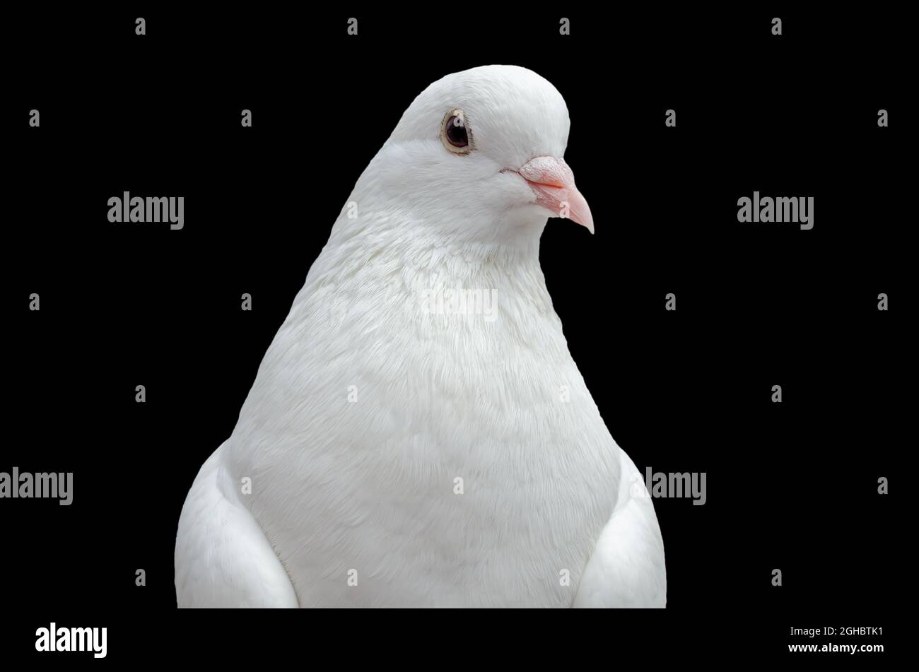 Colomba bianca in primo piano su sfondo nero Foto Stock