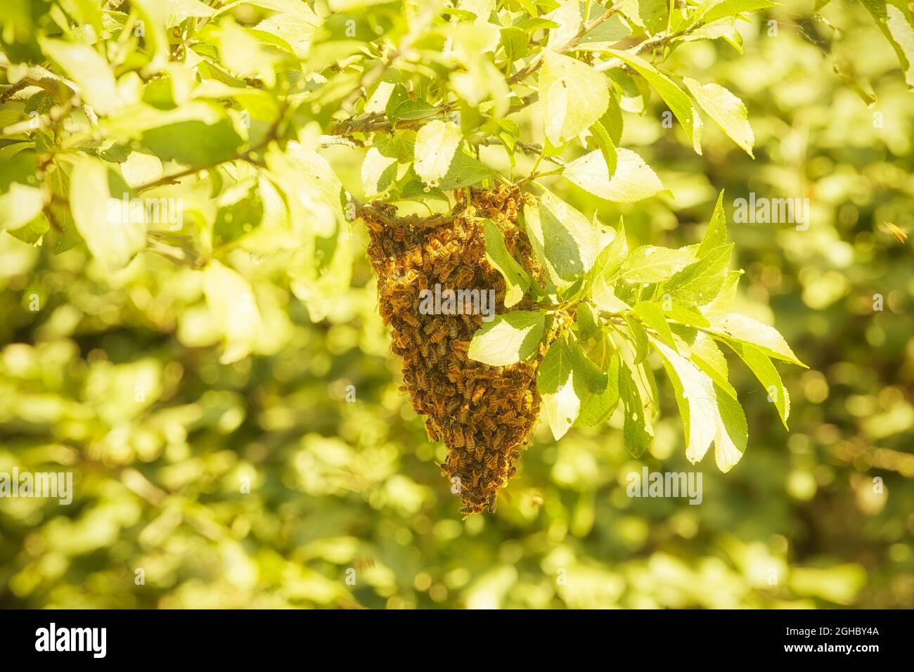 Un piccolo sciame di api è innestato e si appende su un ramo di prugne Foto Stock