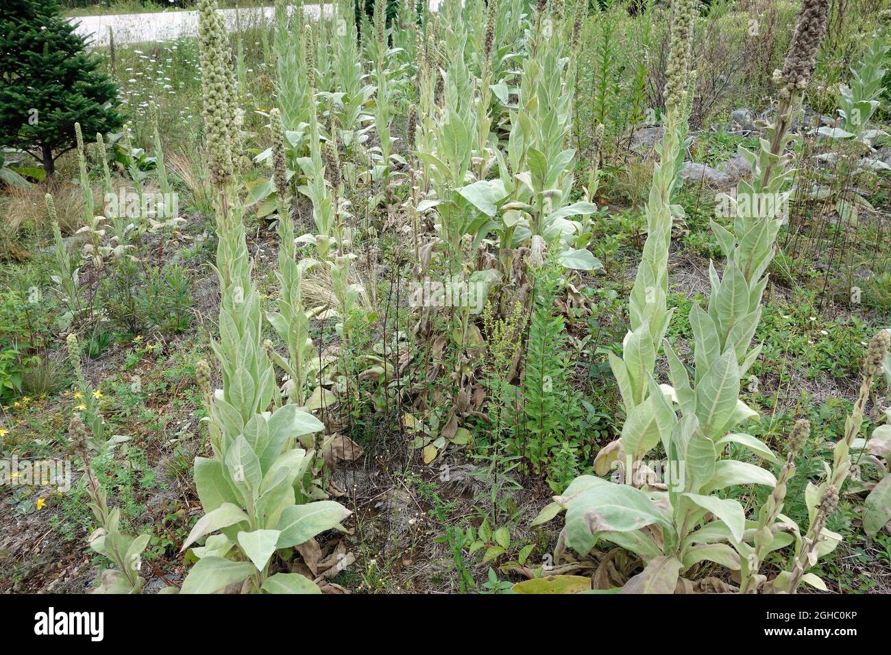 Verbascum thapsus, il grande mullein, il mullein più grande, o mullein comune, è una specie di mullein nativa di Europa, Africa settentrionale, e Asia, e int Foto Stock