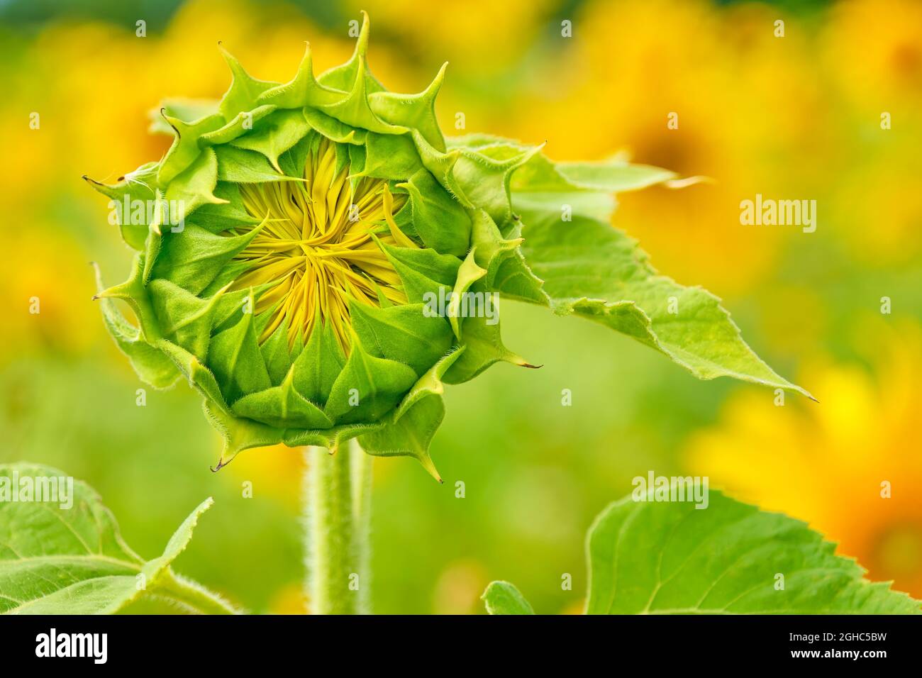 Germoglio di girasole inaperto con un colorato firld sullo sfondo. Foto Stock