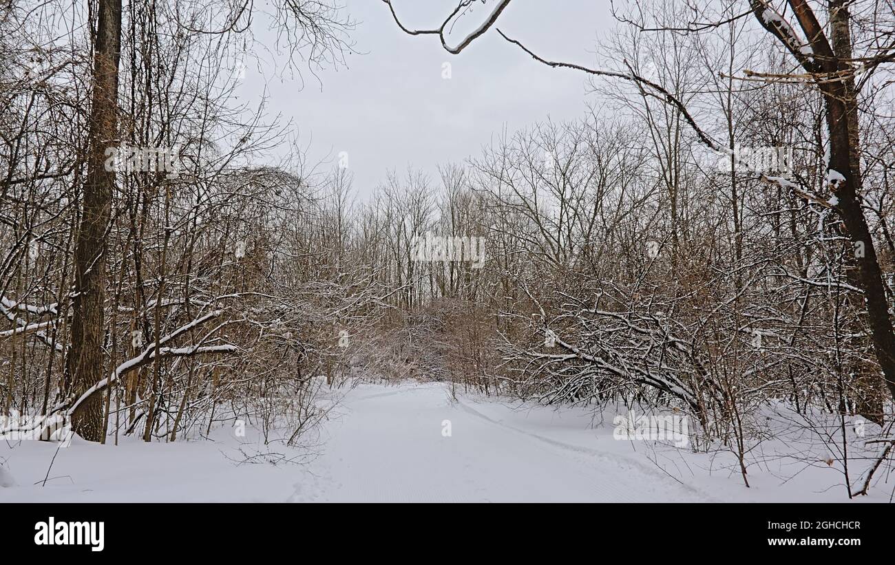 Percorso innevato attraverso una foresta nuda invernale nel parco nazionale di Gatineau, Quebeq, Canada Foto Stock