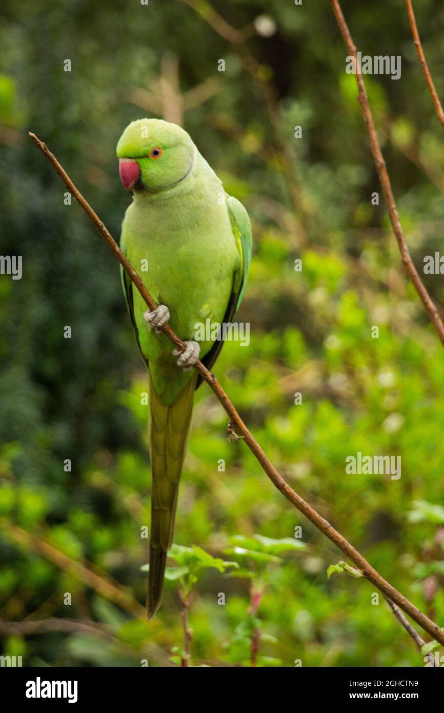 Parakeet con fascia sul collo seduto su un ramo - Closeup Foto Stock