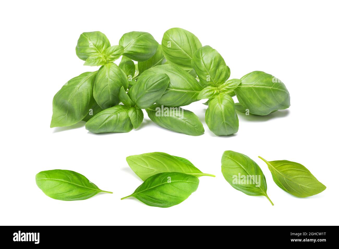 Mazzo di basilico fresco e foglie di basilico isolate su sfondo bianco Foto Stock