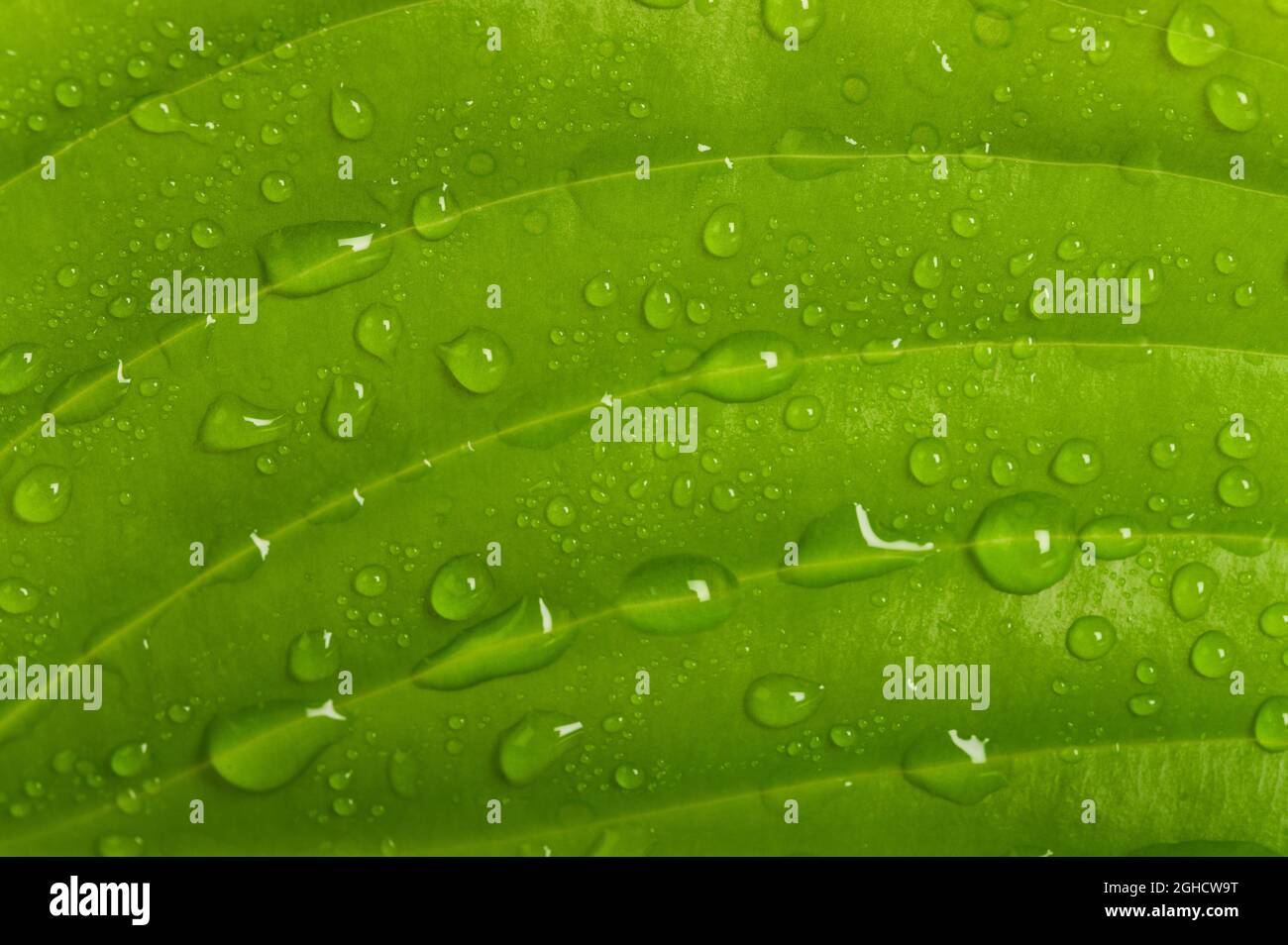 Foglia verde fresca bagnata con gocce Foto Stock