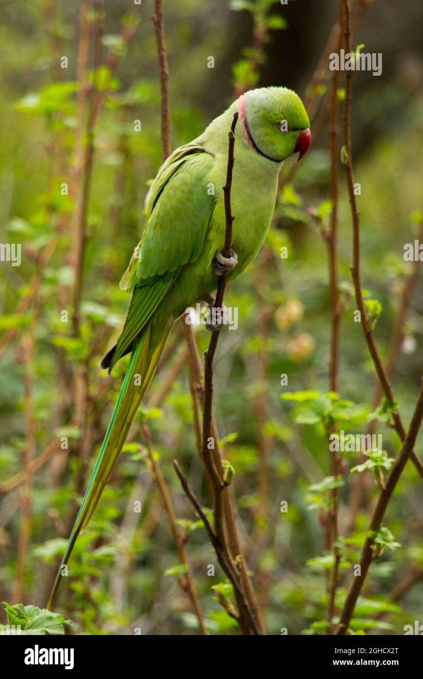 Parakeet con fascia sul collo seduto su un ramo - Closeup Foto Stock