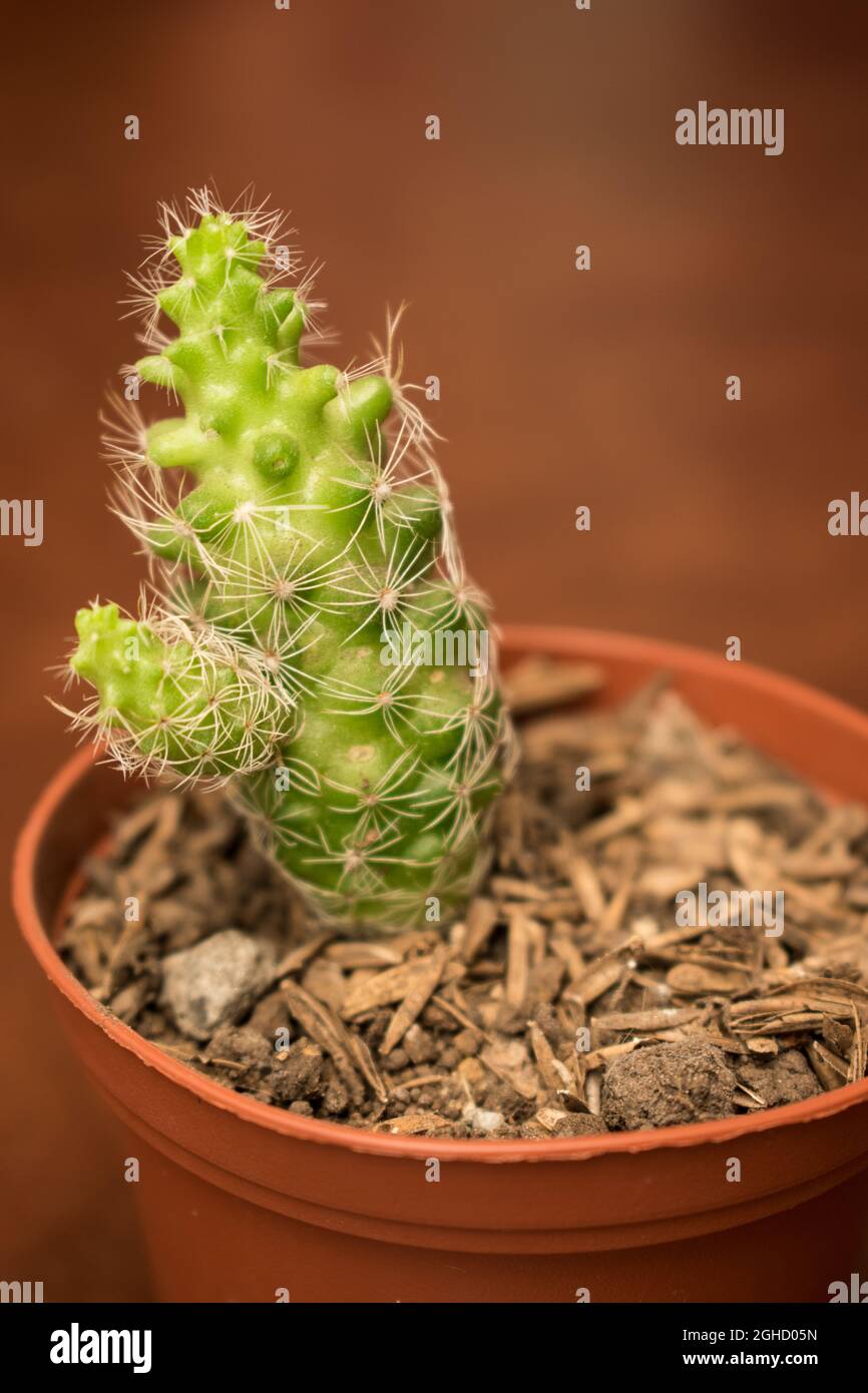 Primo piano di un piccolo cactus verde in una pentola di piante con sfondo giallo Foto Stock