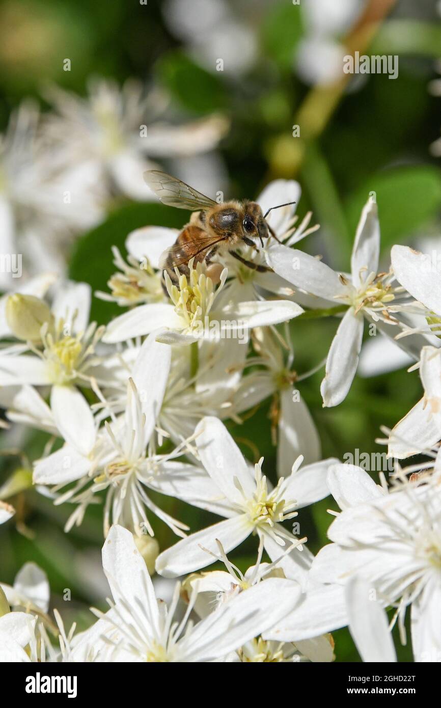 Clematis paniculata - Clematis terniflora - Autunno Clematis - autunno dolce Clematis Fall Fragrant flower - vitigno deciduo twining - specie invasive Foto Stock