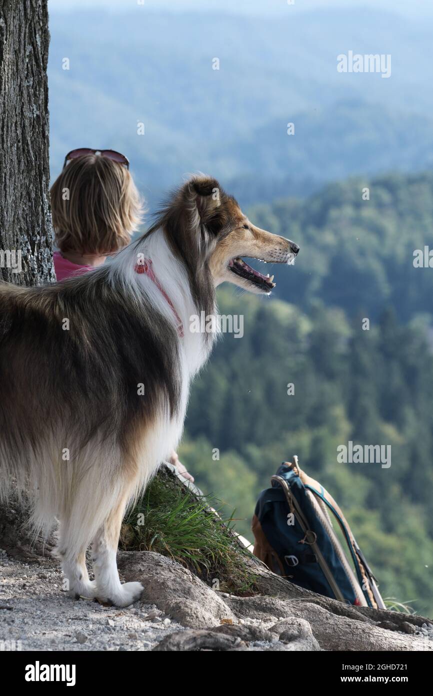 Collie ruvida osservando l'area circostante. Donna escursionista con zaino in background. Animali domestici, amicizia, addestramento del cane e concetti di trekking Foto Stock