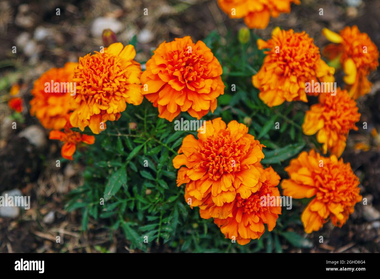 Bellissimi tagetes arancio brillante o fiori di Marigold, che crescono in giardino Foto Stock