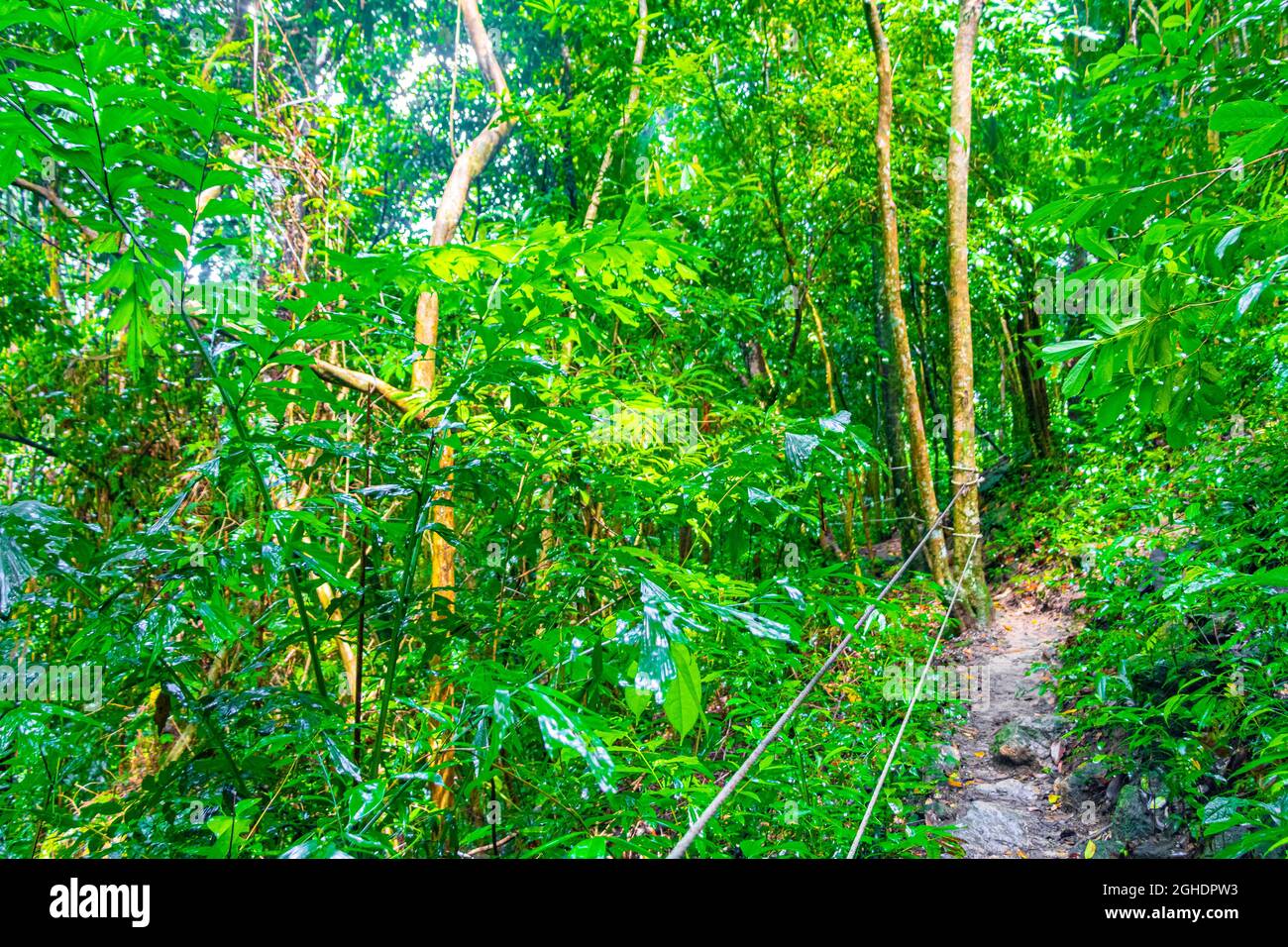 Foresta tropicale giungla con palme sentiero e sentiero su Koh Samui a Surat Thani Thailandia. Foto Stock