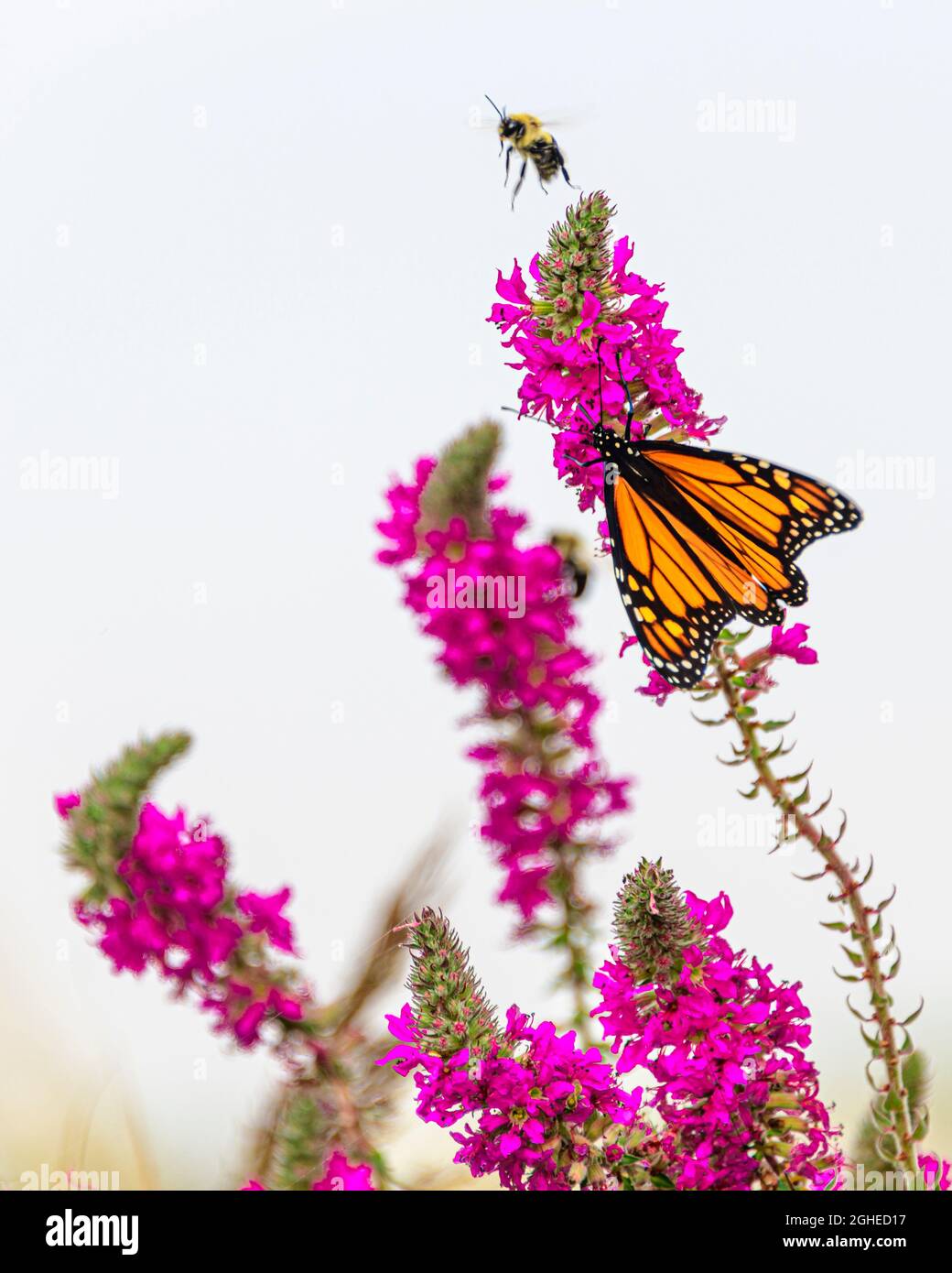 farfalla monarch sul fiore di purlpe loosestrife Foto Stock