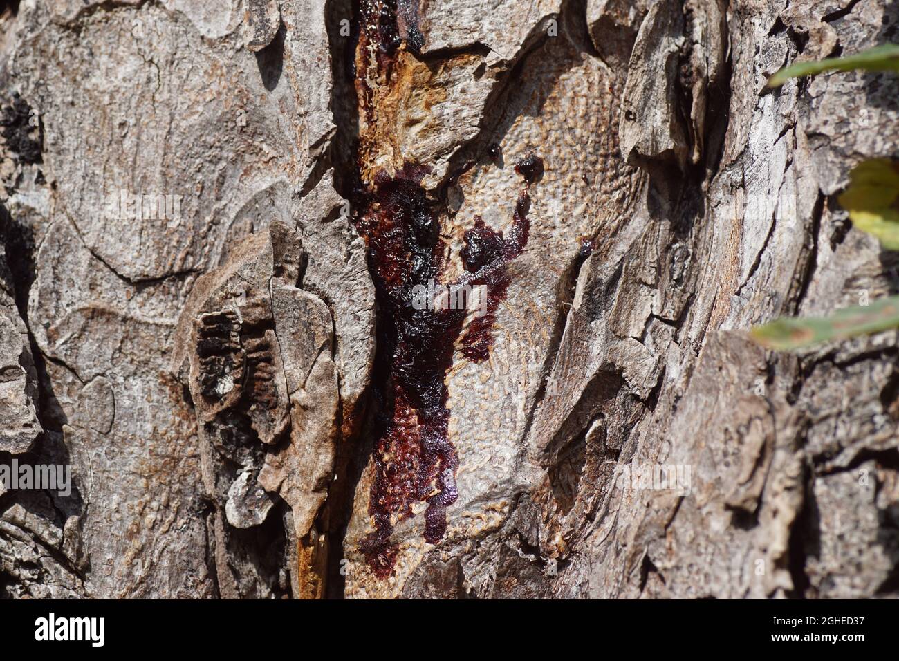 Primo piano di sanguinamenti di corteccia di cavalli castagno. Un'infezione della corteccia che sanguina un liquido appiccicoso marrone scuro o rossastro. Fine estate, settembre, Paesi Bassi. Foto Stock