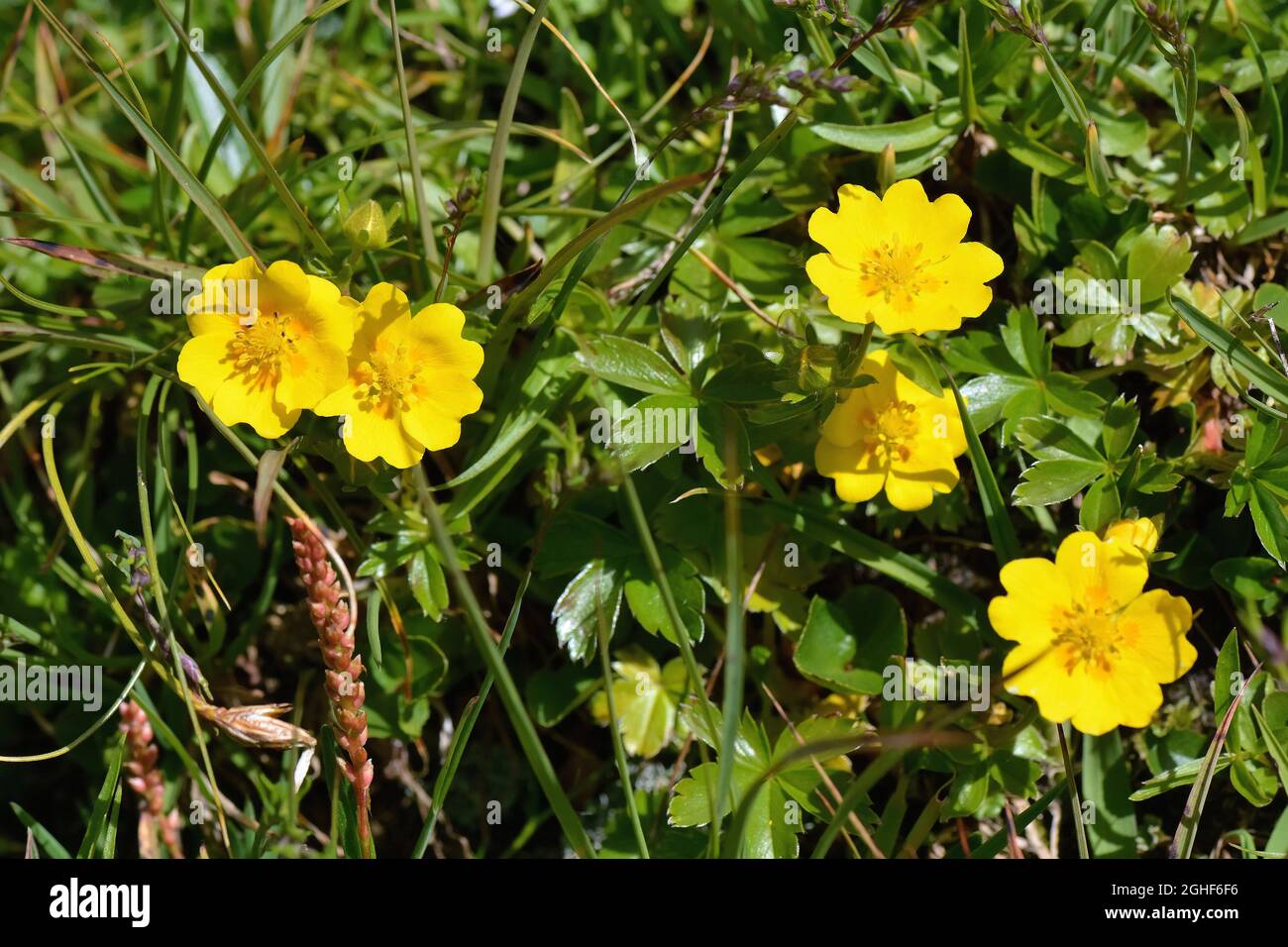 golden cinquefoil, Fingerkräut, Potentilla aurea, arany pimpó, Austria, Europa Foto Stock