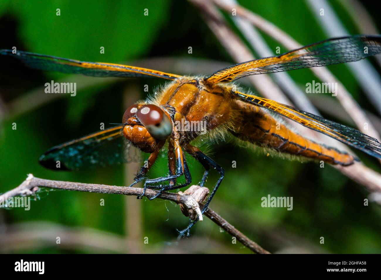 Macro foto di Libellula quadrimacolata, macro foto di libellula quadrupla Foto Stock