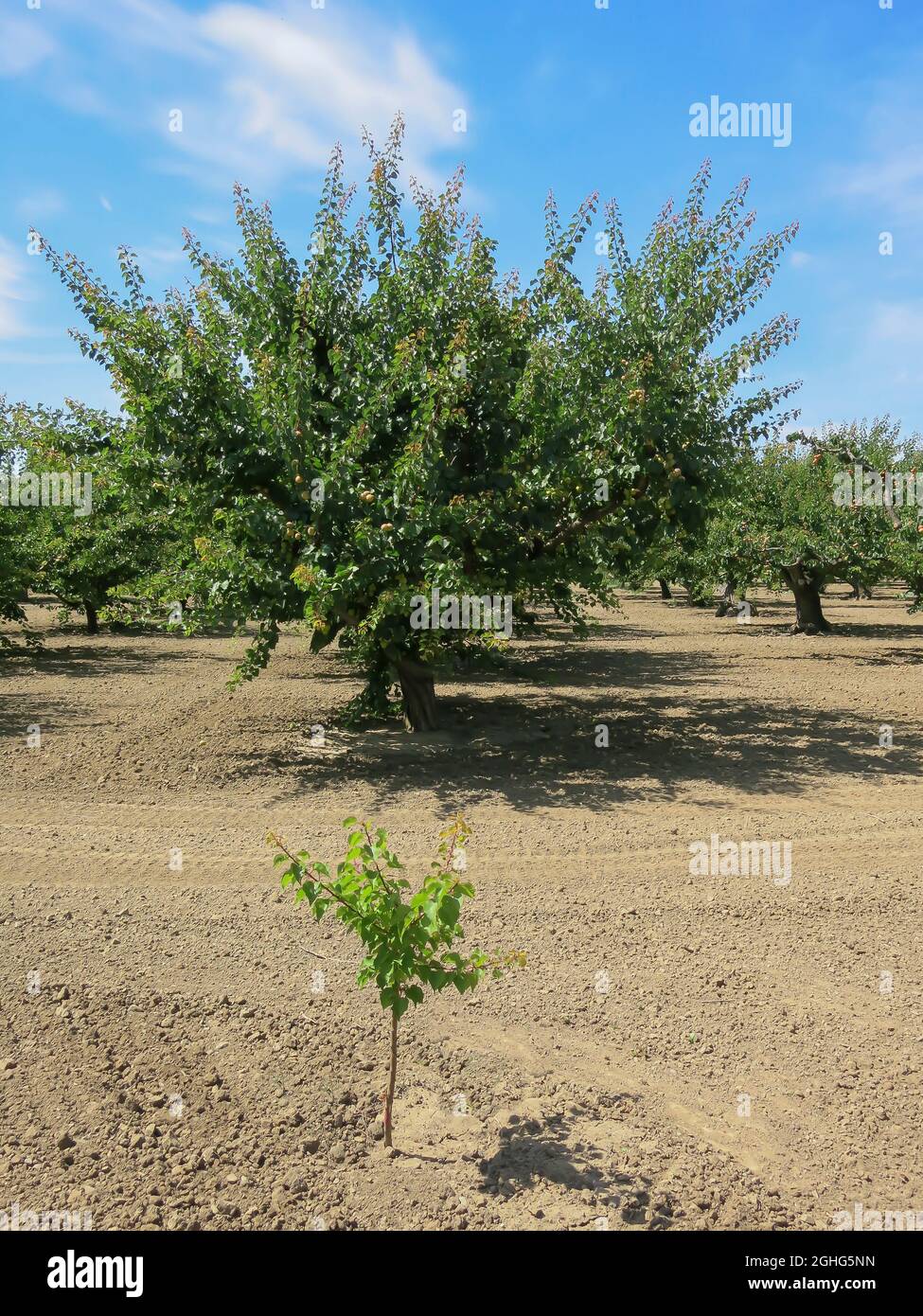 Frutteto di albicocche - Sunnyvale, California Foto Stock