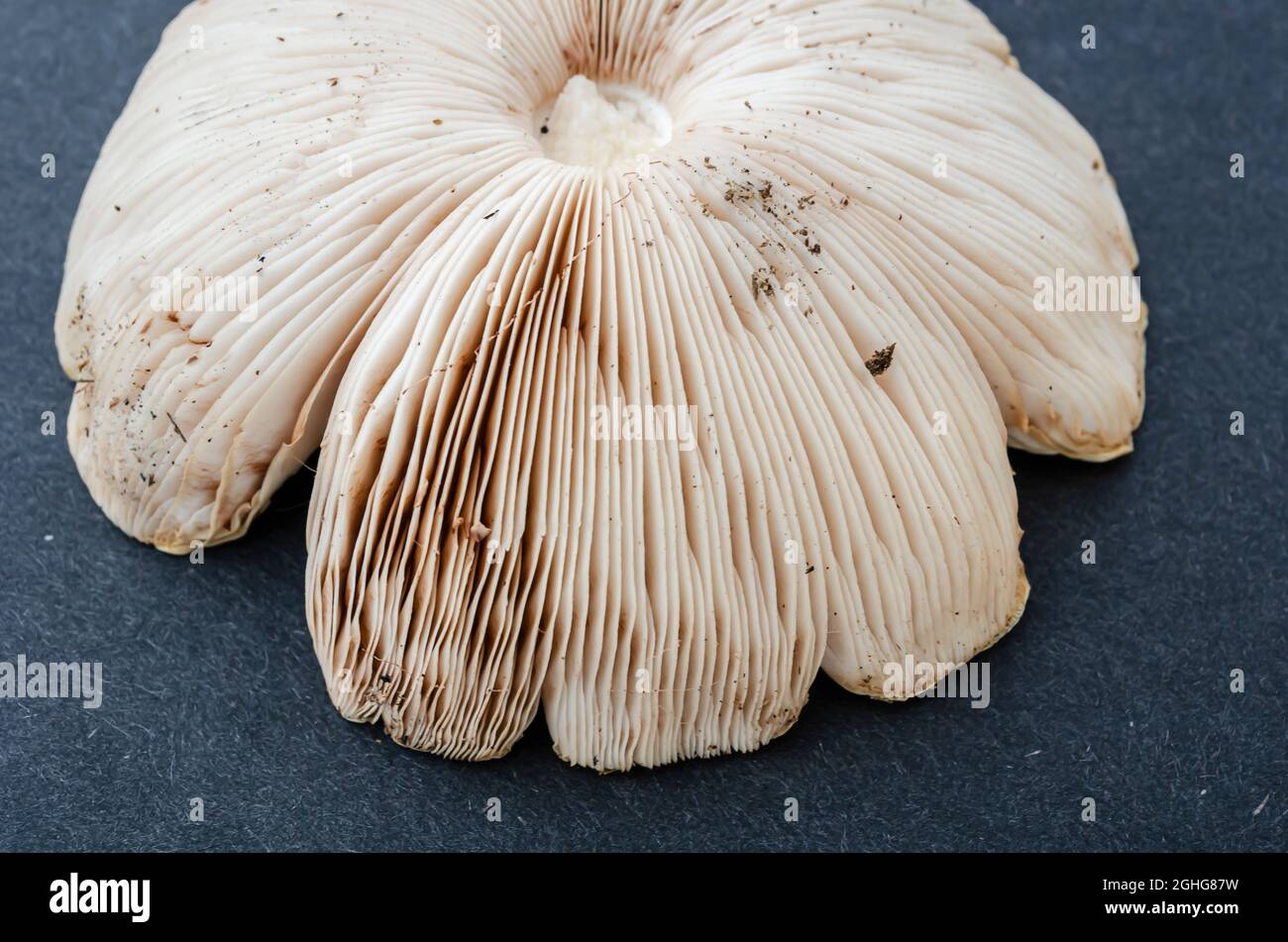 Primo piano di funghi Gills Foto Stock