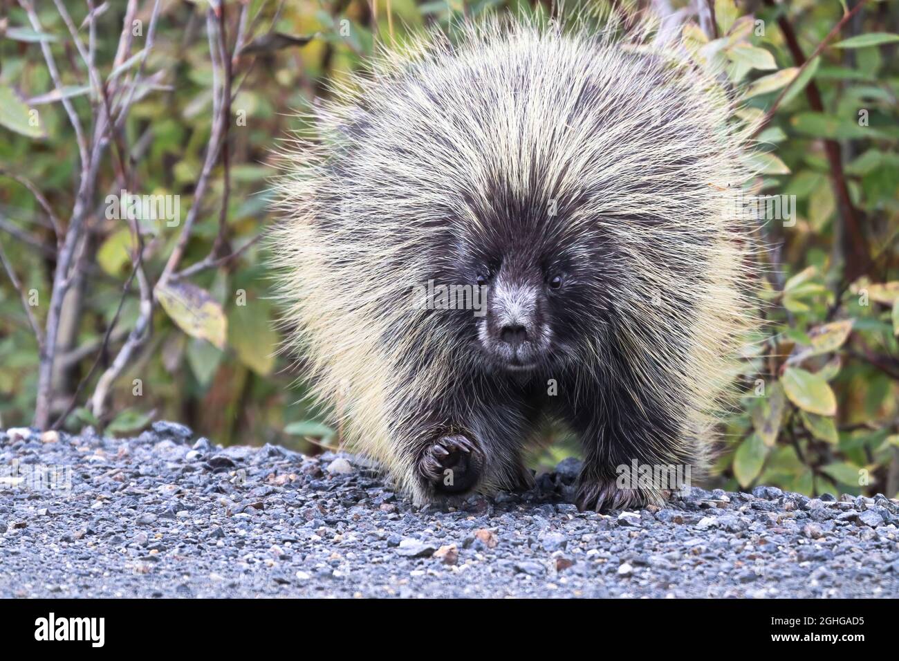 Una porcupina grassa esce su una strada autostradale Foto Stock