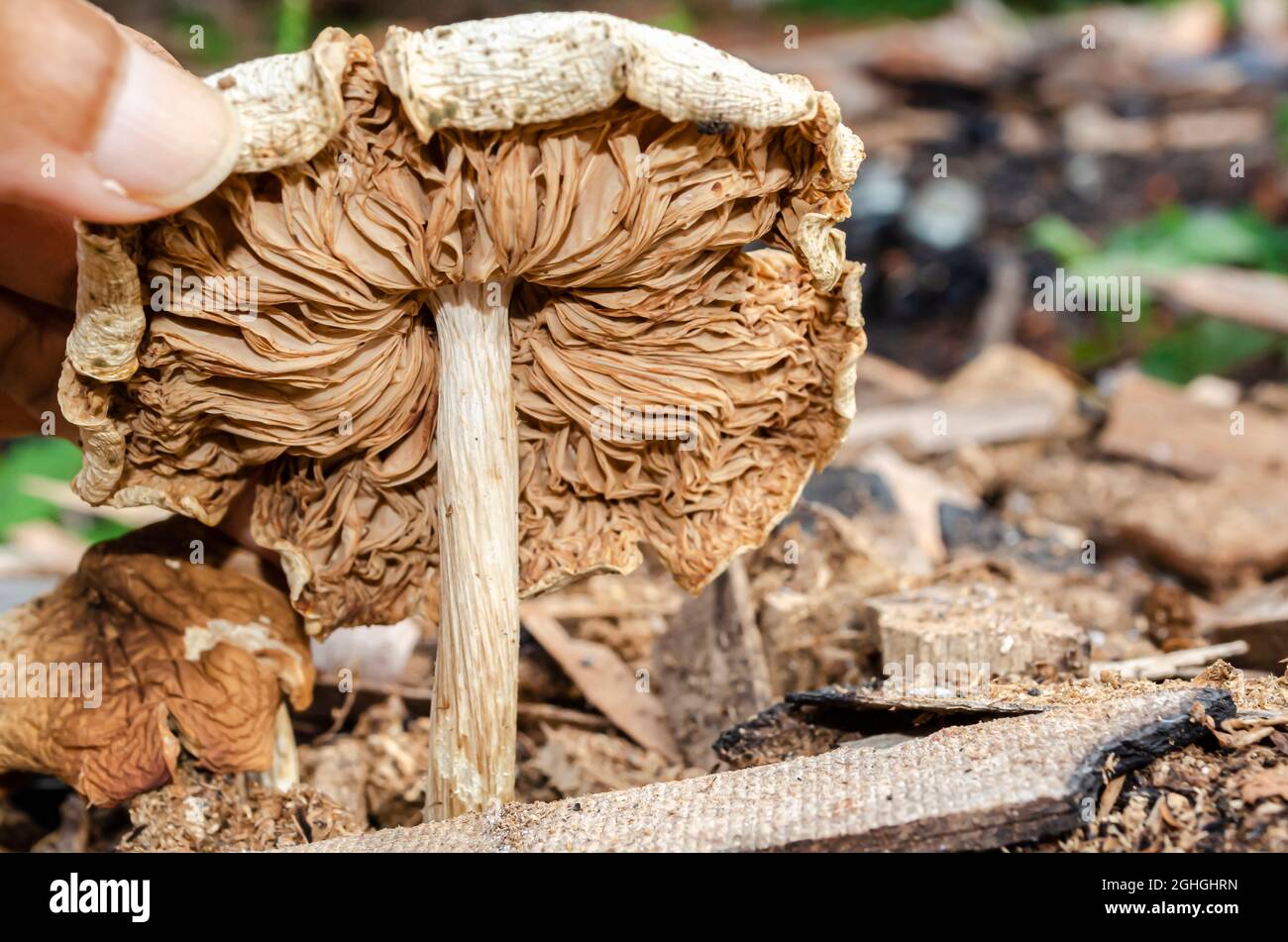 Branchie di Pluteus secco fungo di Petasatus Foto Stock