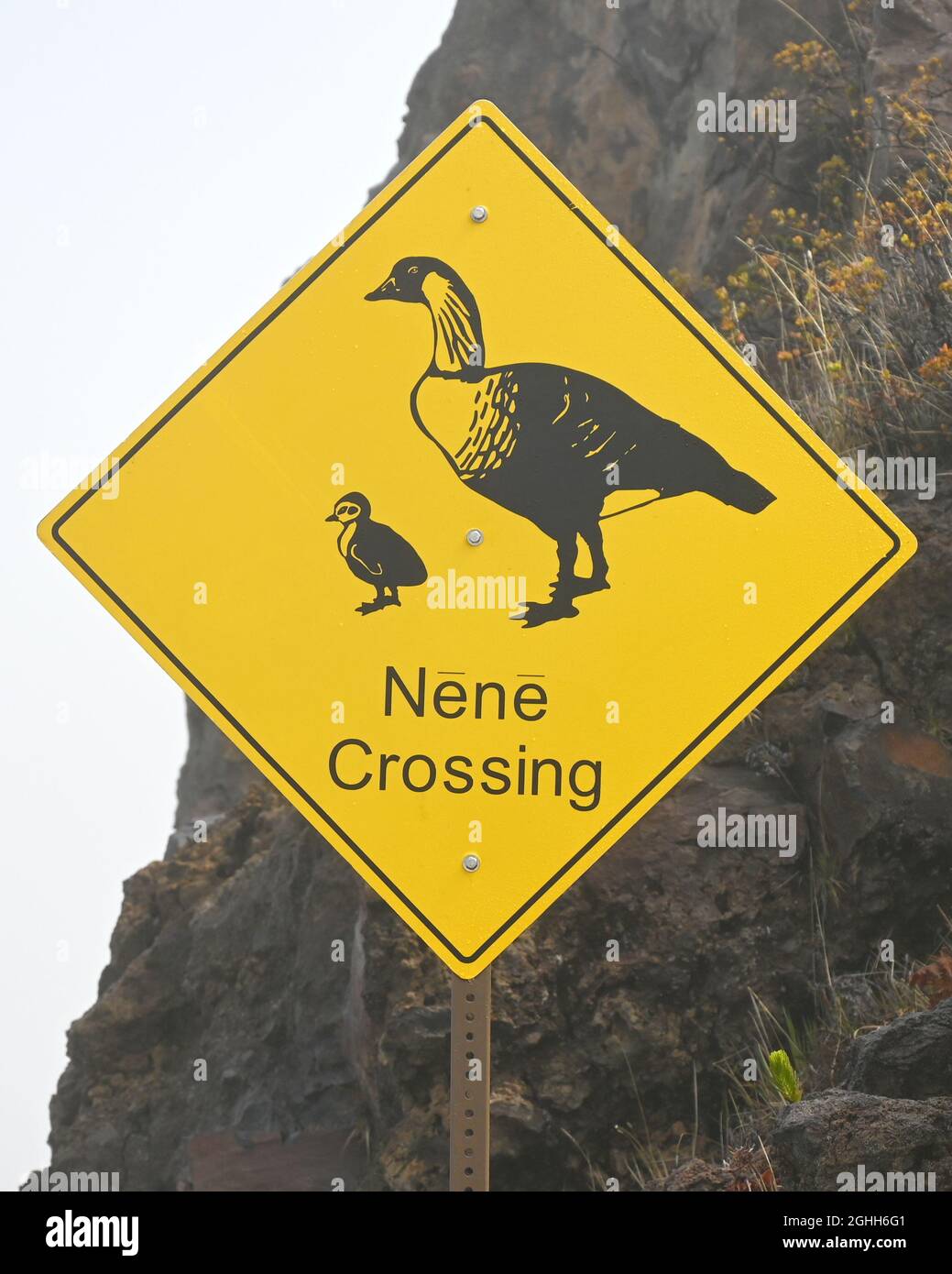'NENE CROSSING' ALLE HAWAII Foto Stock