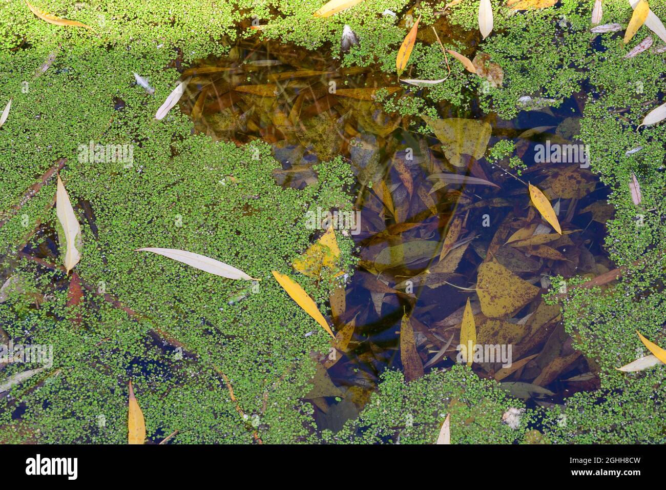 Verde tina su una palude in una giornata di sole. Uno strato di tina, anatra sulla superficie del lago con foglie autunnali. Foto Stock