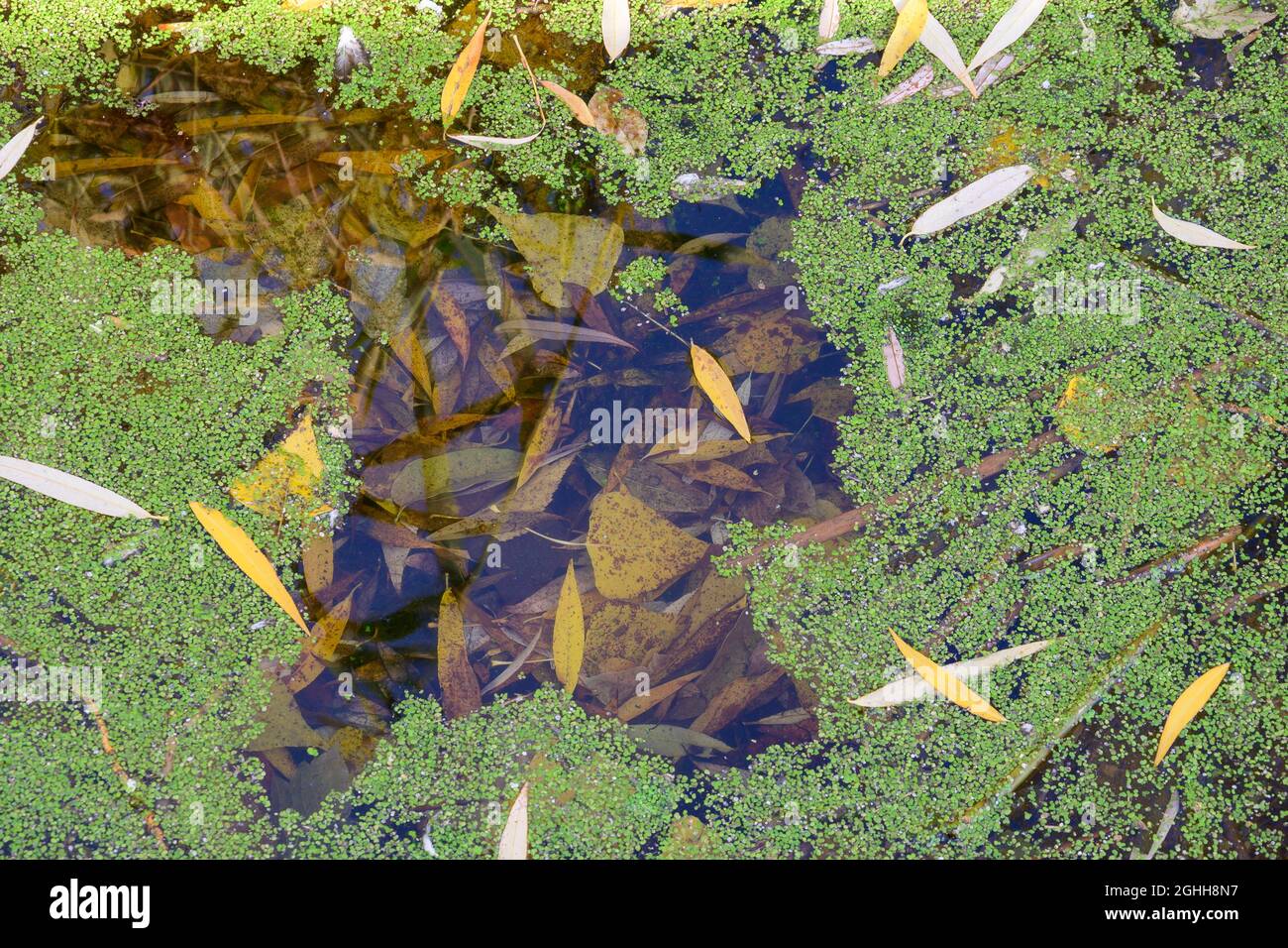 Verde tina su una palude in una giornata di sole. Uno strato di tina, anatra sulla superficie del lago con foglie autunnali. Foto Stock