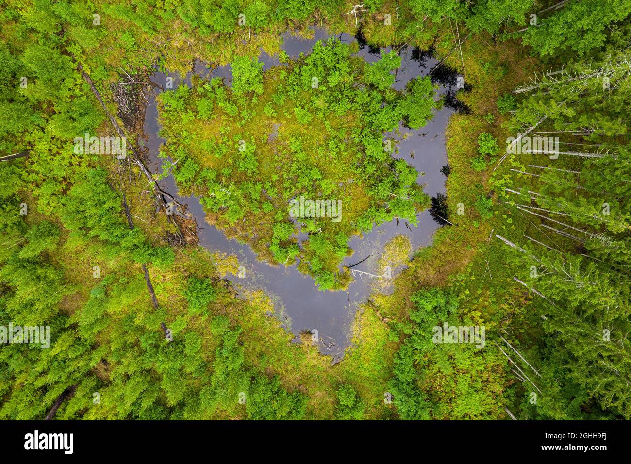 Foto aereale del lago naturale di palude a forma di cuore in colori lilla con piccola isola circondata da vecchia foresta di abete rosso e giovani boschetti di betulla in nessun luogo conosciuto in Lettonia Foto Stock