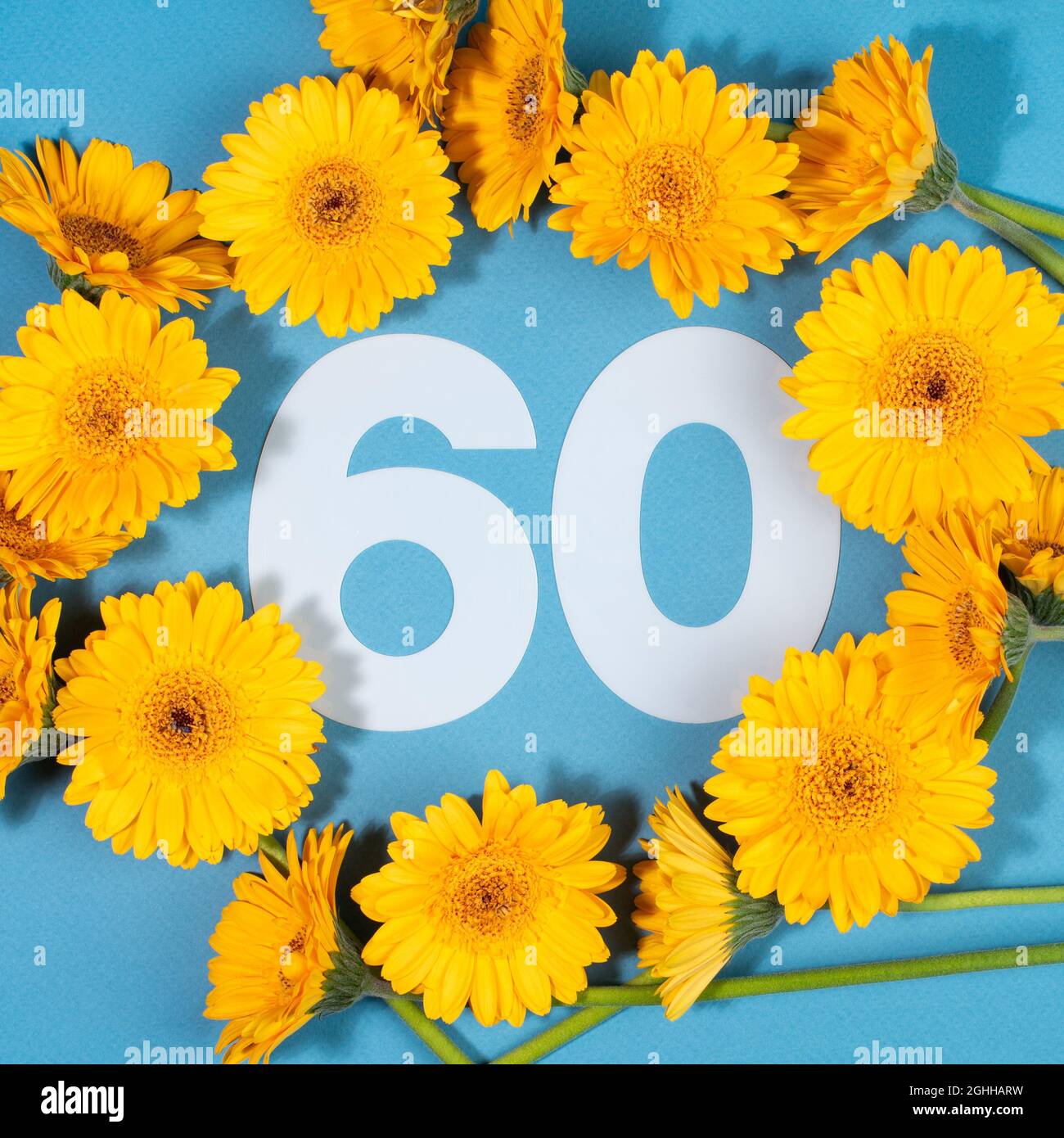 Numero 60 circondato da fiori gialli di gerbera su sfondo blu. Foto Stock