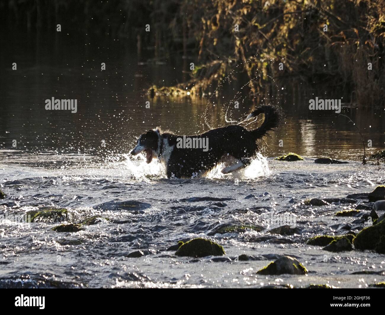 Single esuberante fattoria sheepdog giocare in fiume in inverno creando motivi retroilluminati come spruzzi e romps in acque poco profonde Cumbria, Inghilterra, Regno Unito Foto Stock