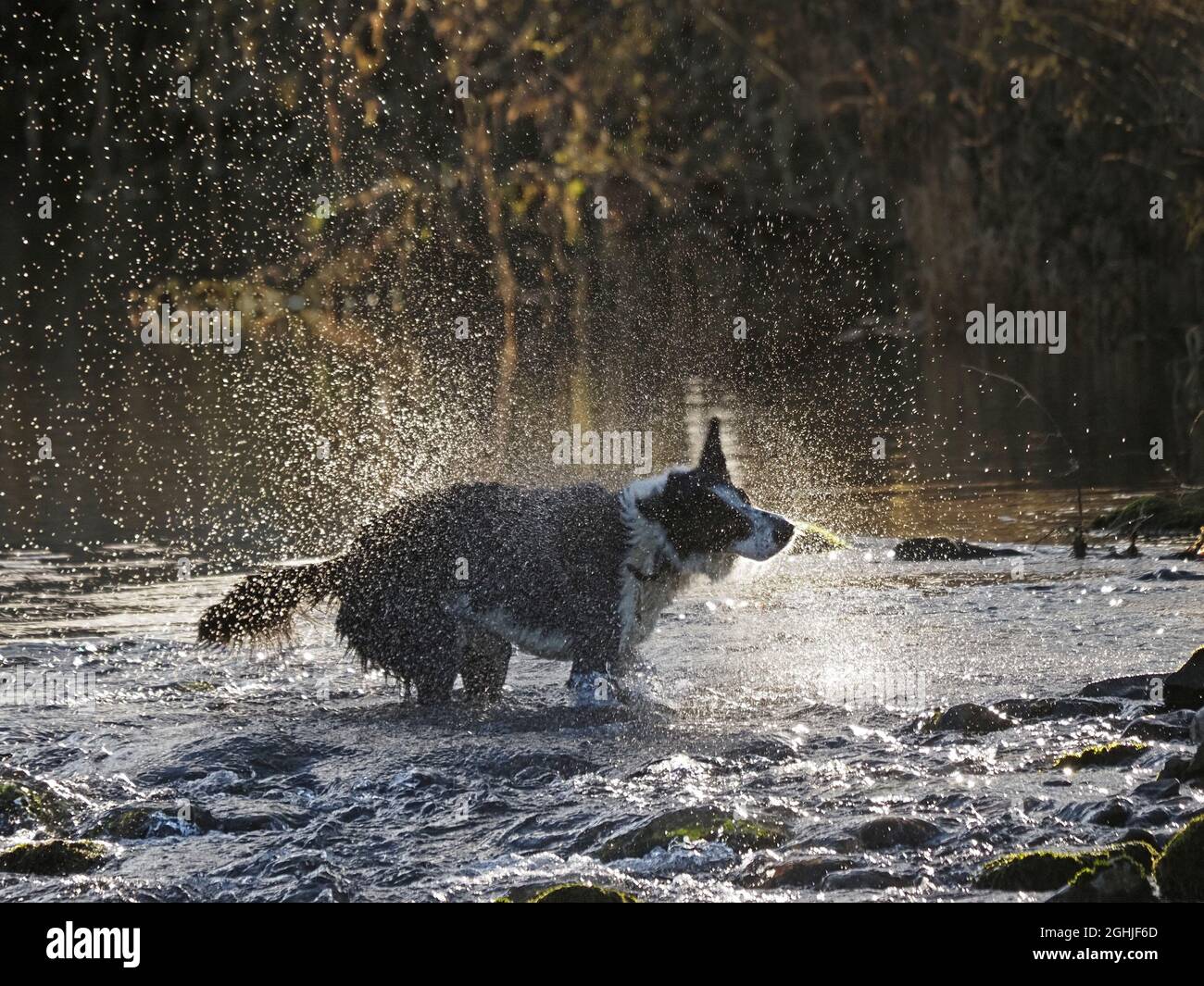 Single esuberante fattoria sheepdog giocare in fiume in inverno creando motivi retroilluminati come spruzzi e romps in acque poco profonde Cumbria, Inghilterra, Regno Unito Foto Stock