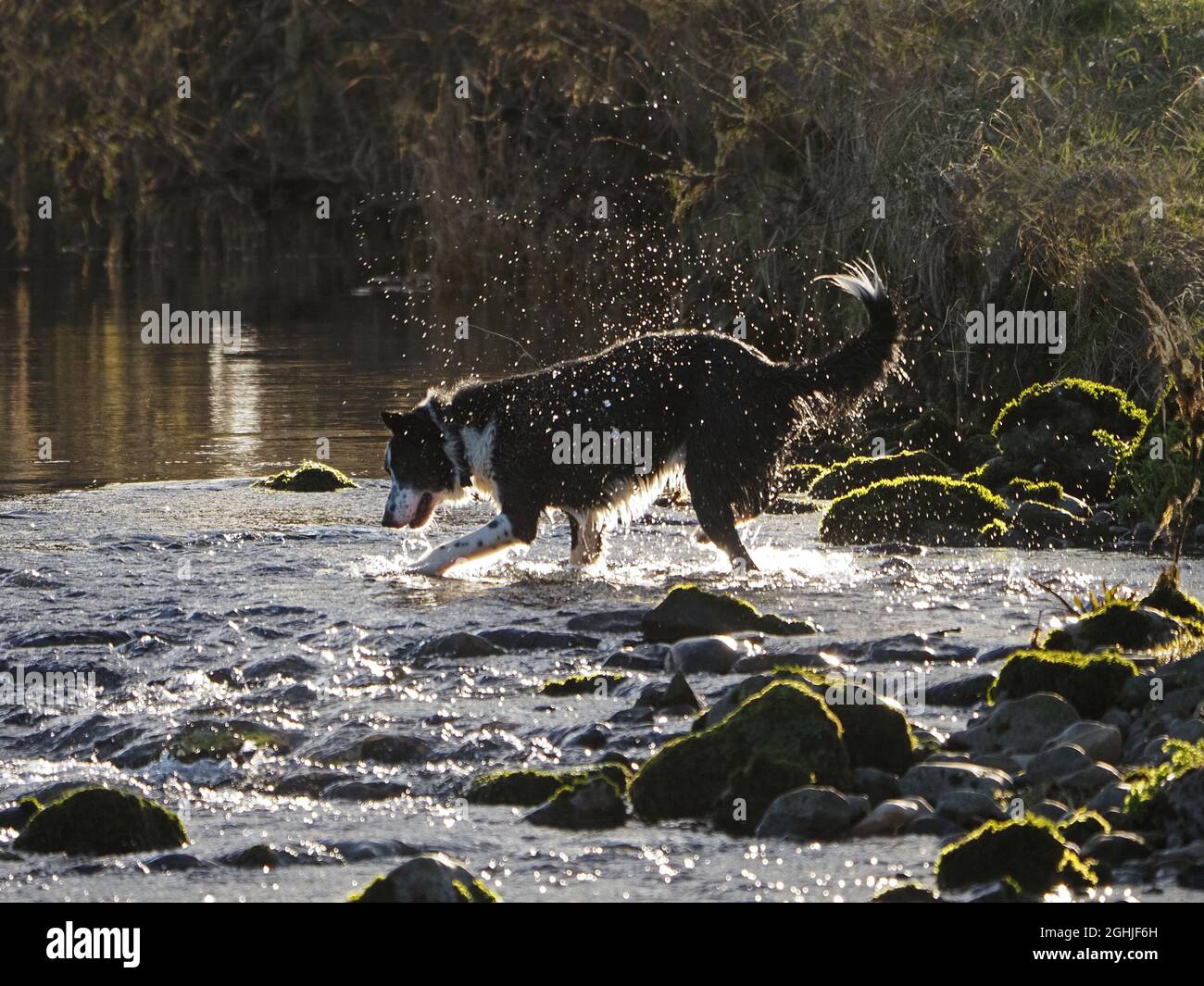 Single esuberante fattoria sheepdog giocare in fiume in inverno creando motivi retroilluminati come spruzzi e romps in acque poco profonde Cumbria, Inghilterra, Regno Unito Foto Stock