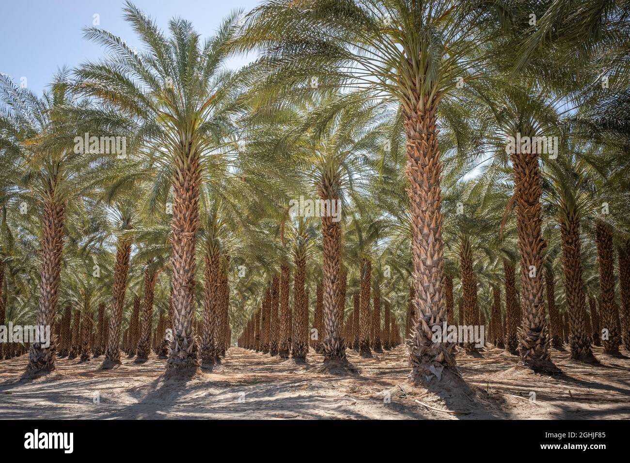Foresta di palme Foto Stock
