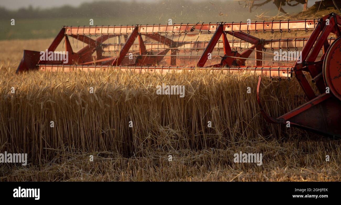 Primo piano della trinciatura della testata della mietitrebbia e della mietitura del grano sul campo in estate Foto Stock