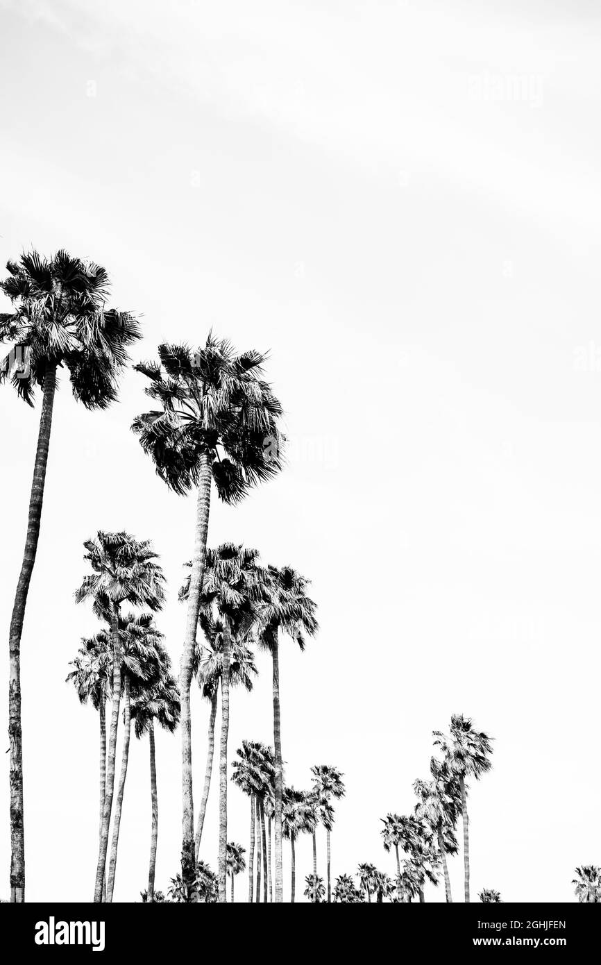 Alberi di palma in bianco e nero Foto Stock