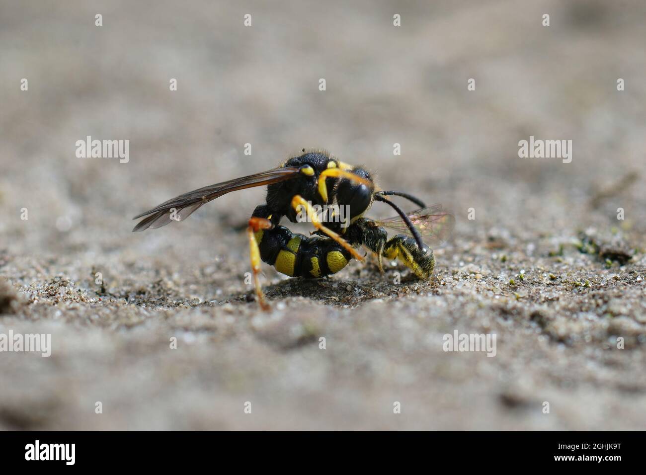 Closeup di una femmina della vespa di digger a coda ornata, Cerceris rybyensis Foto Stock
