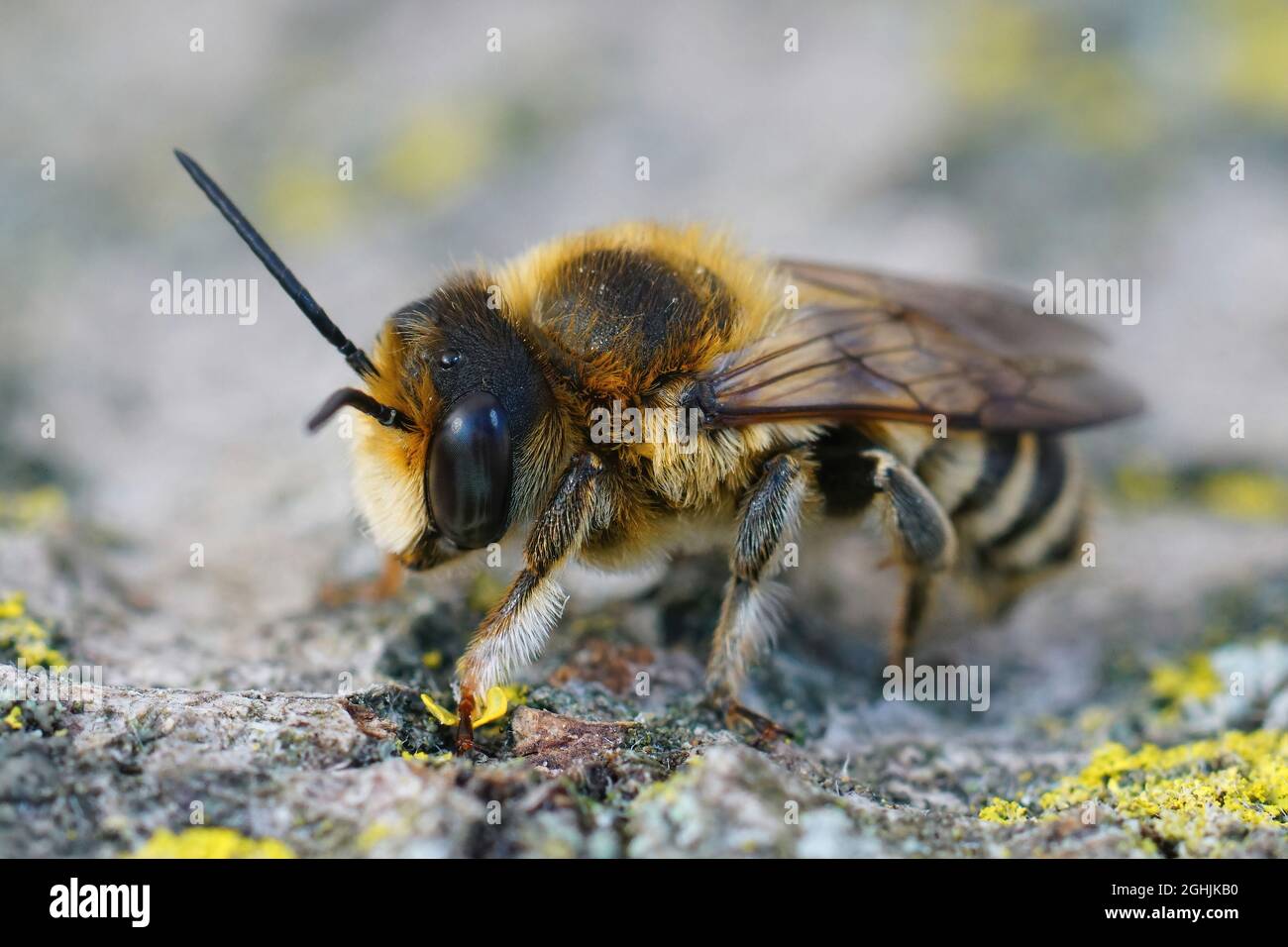 Primo piano su un maschio del decapante sezionato bianco , Megachile Foto Stock