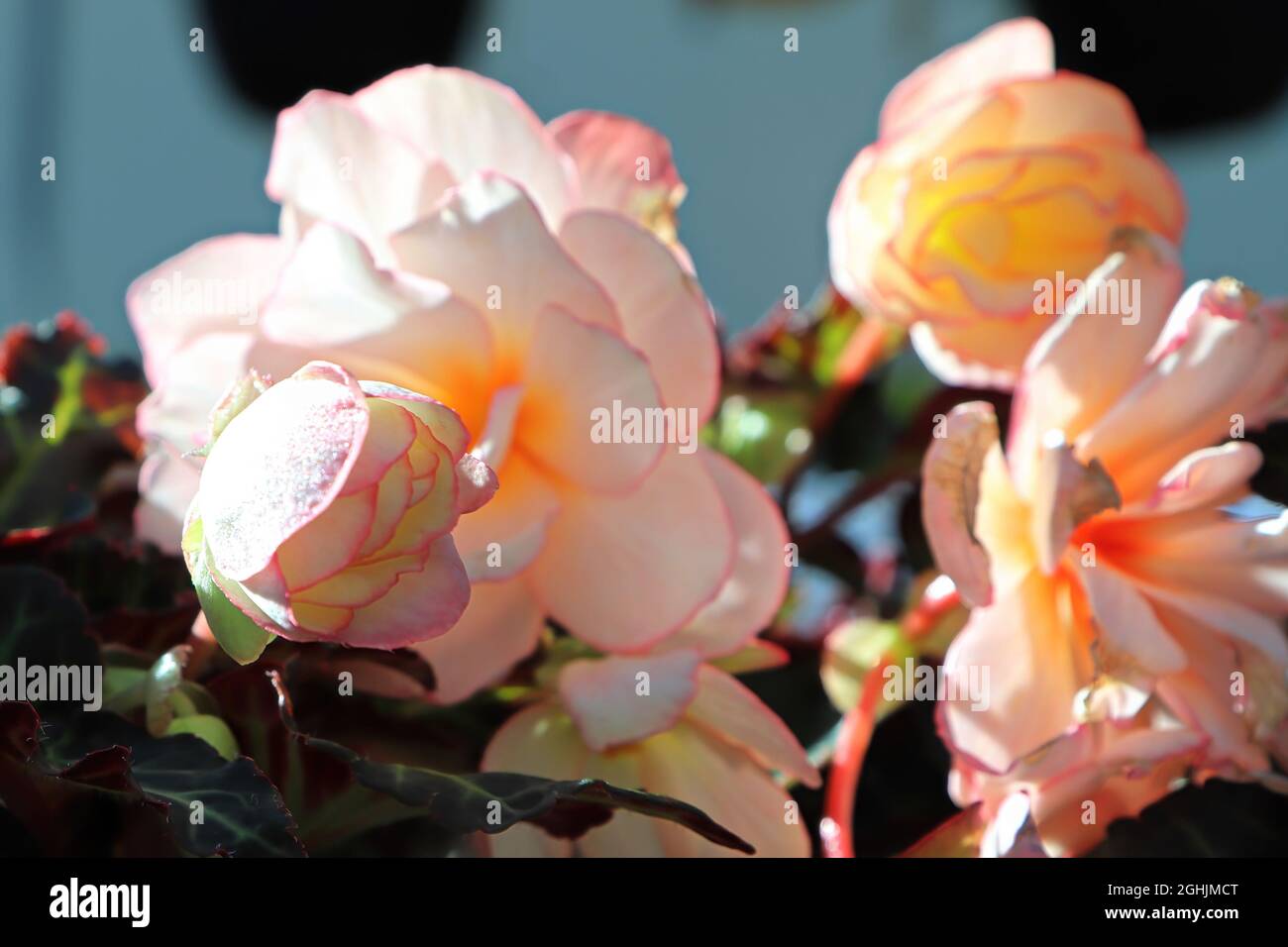 Primo piano di fiori rosa di begonia che crescono nel giardino Foto Stock