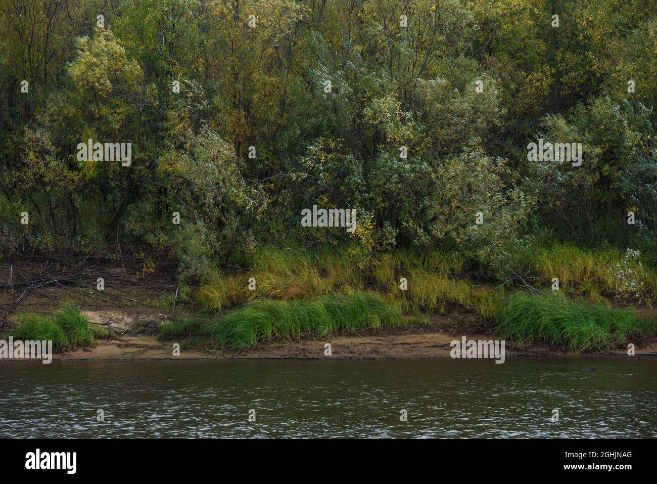 Una pittoresca riva del fiume all'inizio dell'autunno con l'erba sulla riva che cambia il suo colore da verde a giallo. Foto Stock