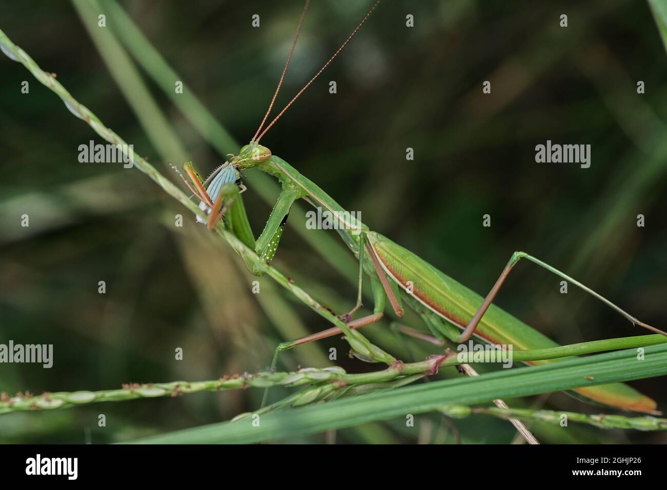 Mantis di preghiera che mangia una tramoggia a foglie Foto Stock