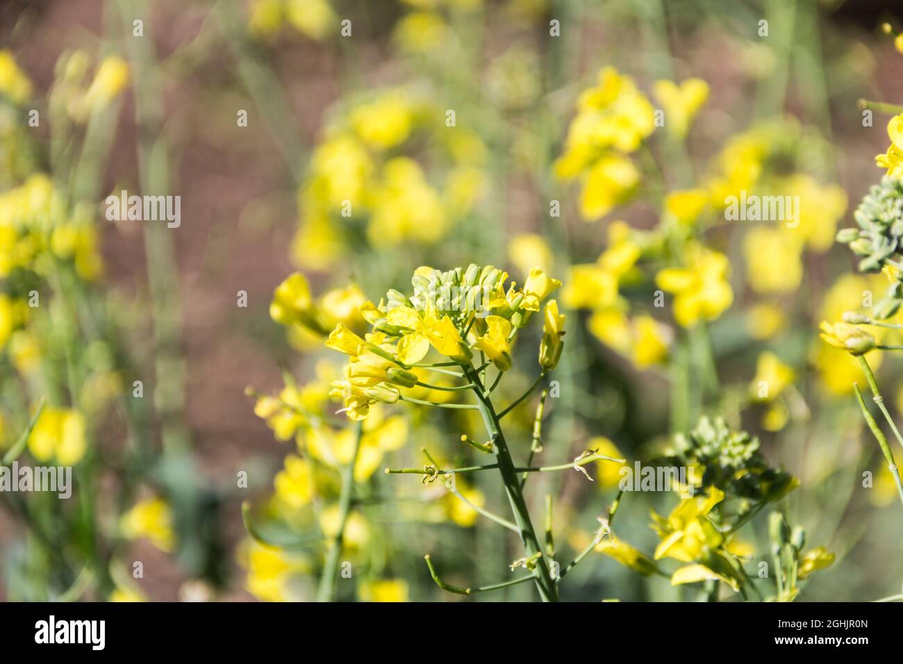 Colza gialli fiori in primavera Foto Stock