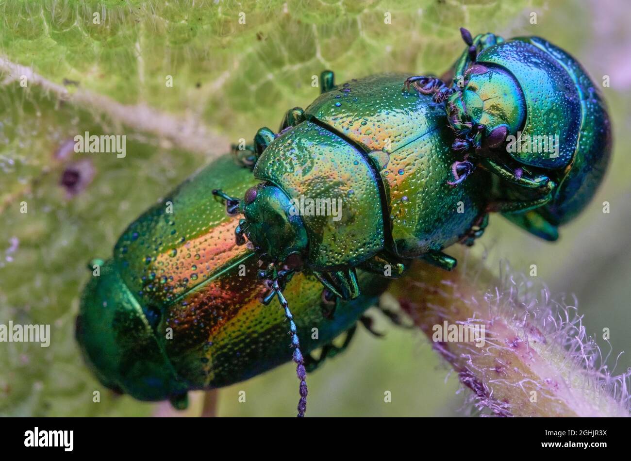 Accoppiamento di tansy Beetles Foto Stock