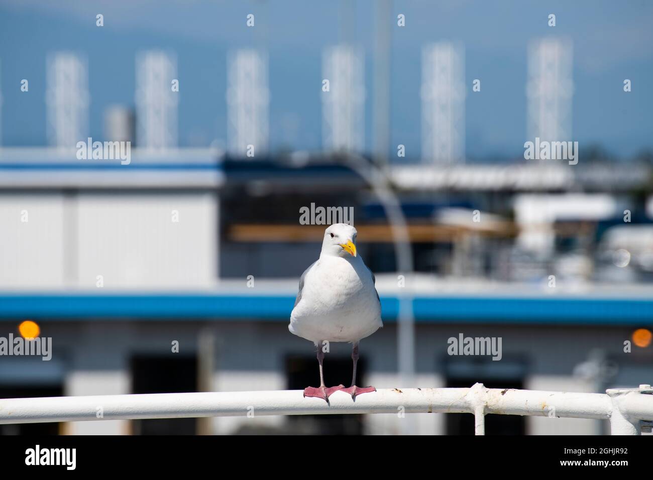 Un gabbiano che offre un giro gratuito su BC Ferries Foto Stock