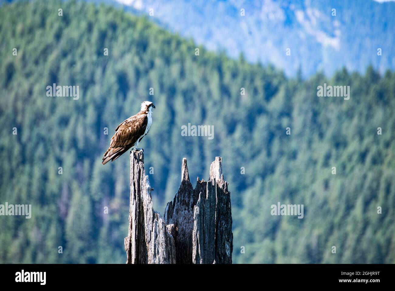 Giovane falco a Stave Lake in Mission, British Columbia, Canada Foto Stock