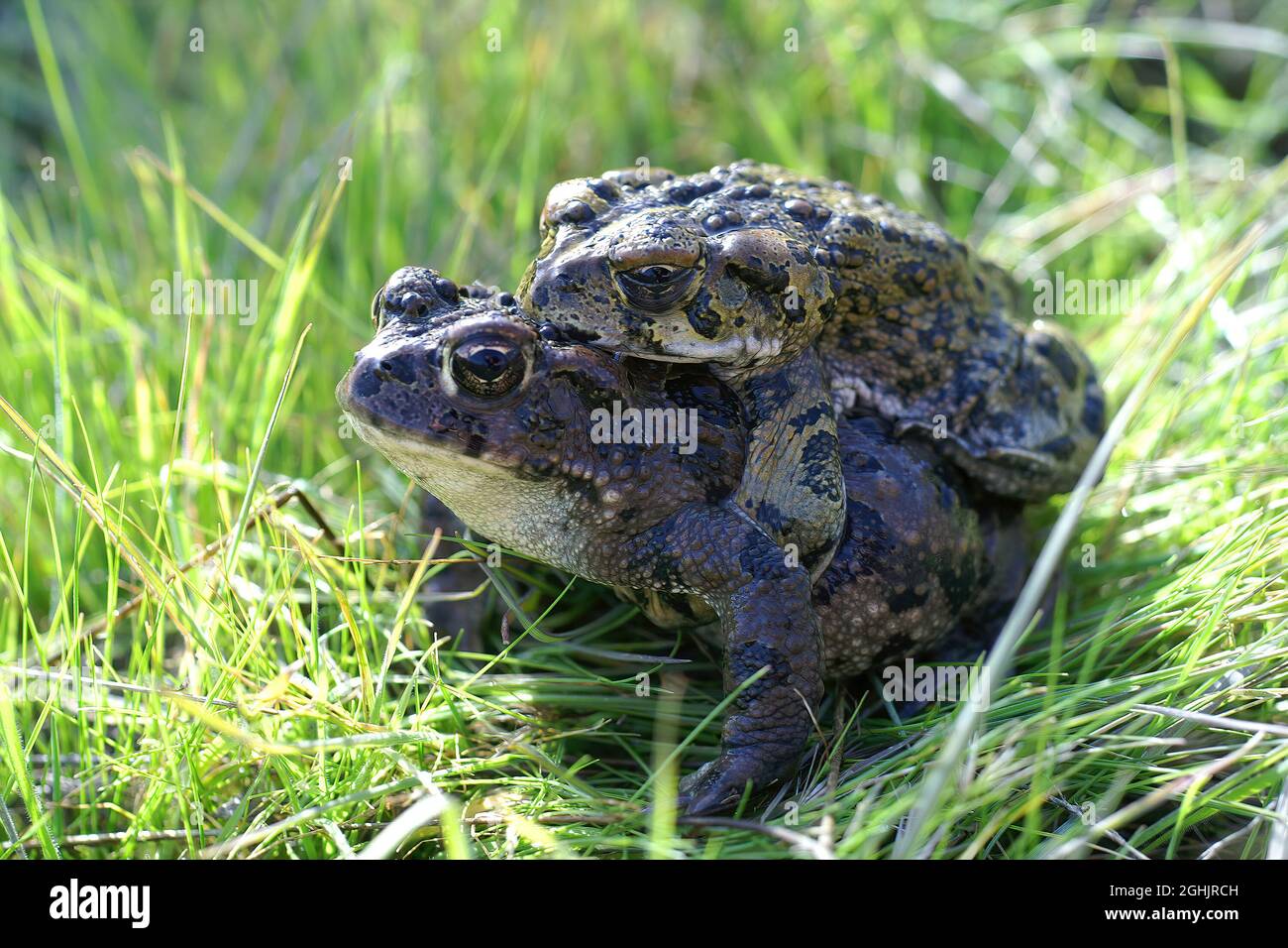 Primo piano di un paio di Western Toads , Anaxyrus o Bufo boreas in erba Foto Stock