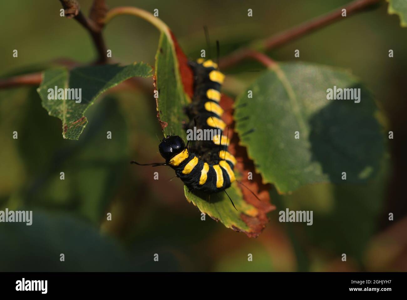 Una larva colorata (bruco) dell'Alder Moth (Acronicta alni), che si nutriva di una foglia di betulla (Betula sp) a Hunterston in Ayrshire, Scozia. Foto Stock
