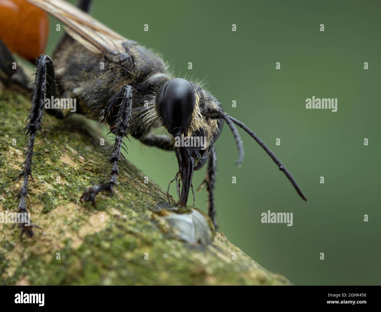 Primo piano di una vespa femmina con punta di filo (Sphex lucrae) che beve  da una