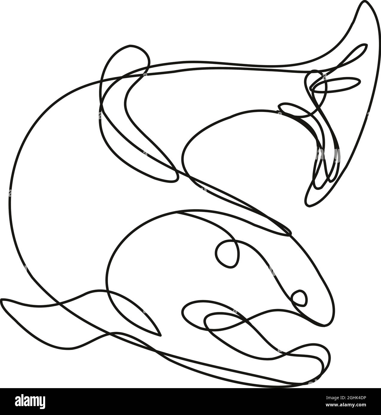 Illustrazione di un disegno di linea continuo di una trota del lago che salta giù fatto in monosline o in stile di doodle in bianco e nero su sfondo isolato. Illustrazione Vettoriale