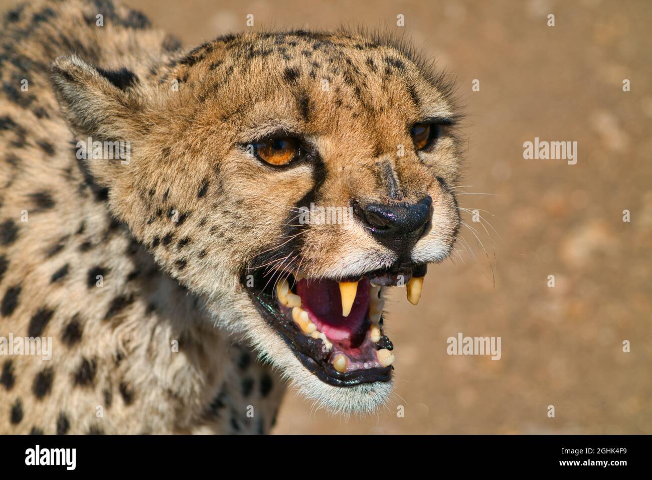 Primo piano di un ghepardo con la bocca aperta e i denti che mostrano. Wild Cheetah Protection Center, capitale Windhoek, Namibia. Africa, 2019 ottobre Foto Stock