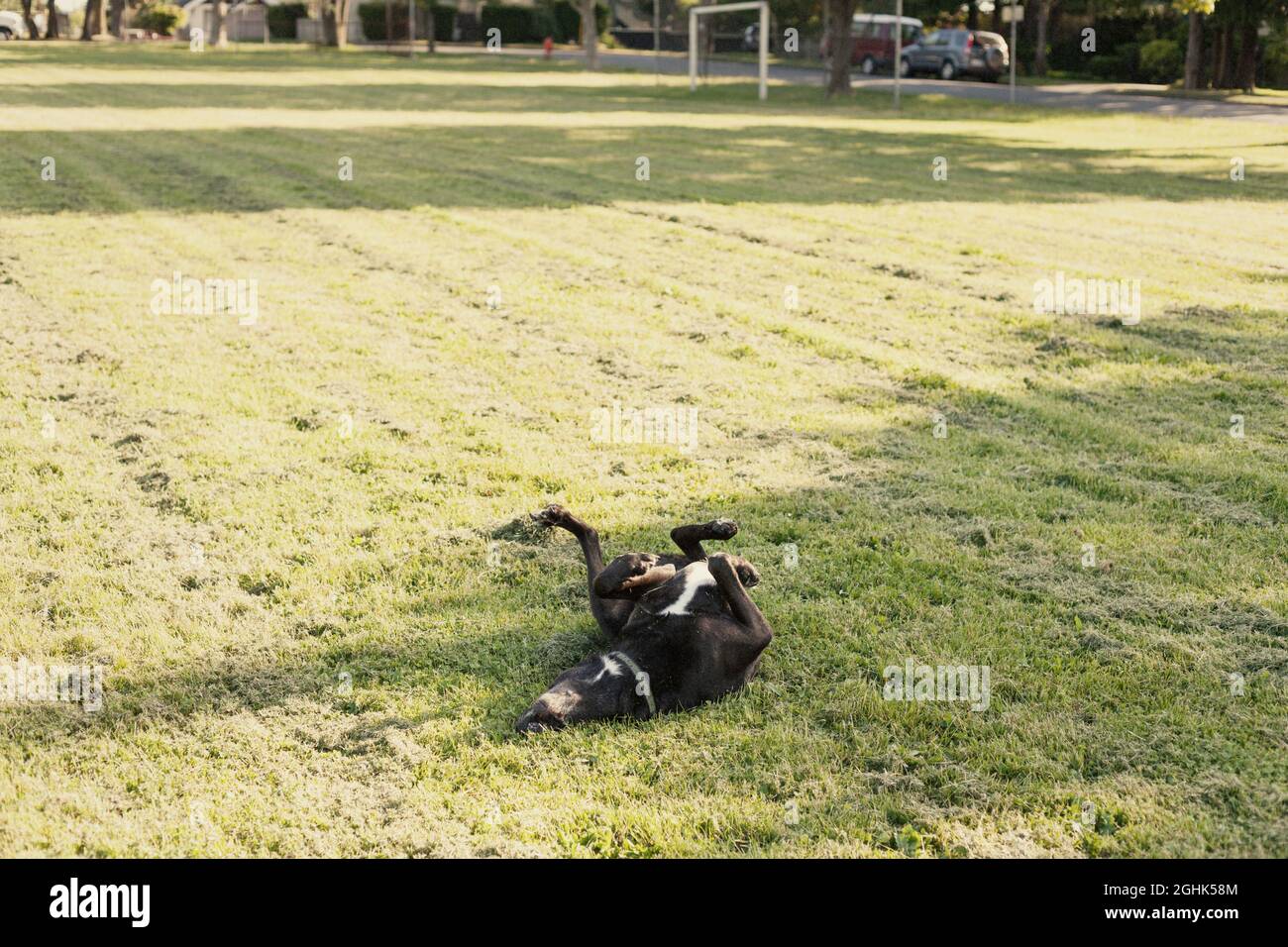 Buon cane nero che rotola intorno in erba tagliata fresca. Foto Stock